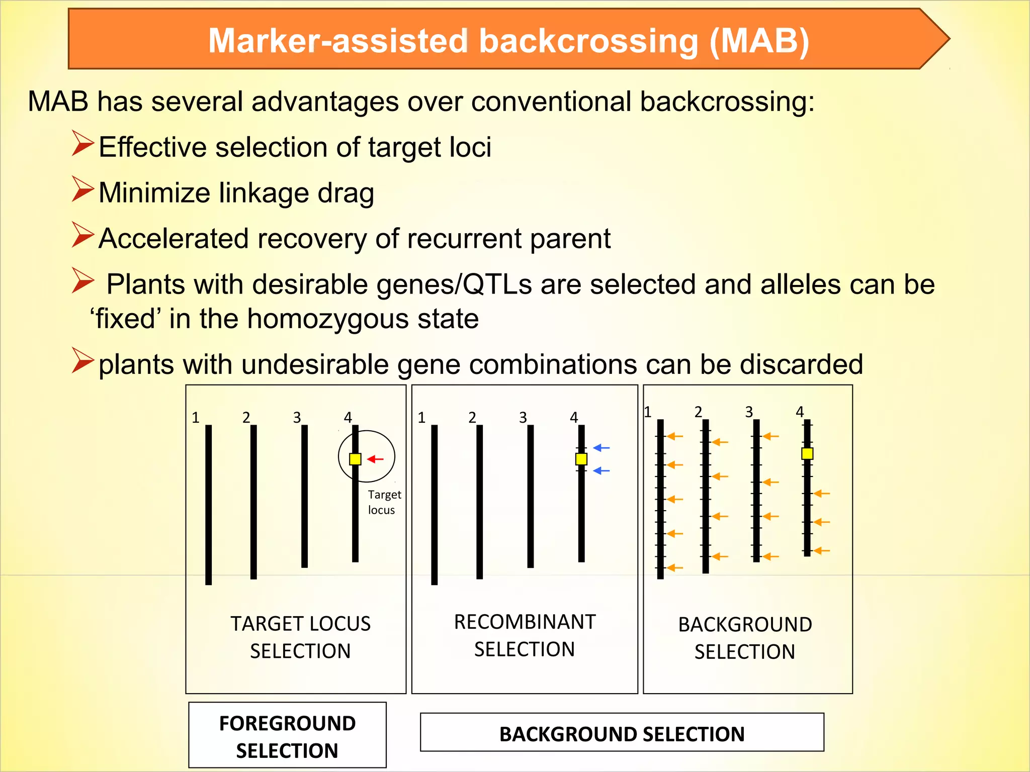 MAB has several advantages over conventional backcrossing:
Effective selection of target loci
Minimize linkage drag
Accelerated recovery of recurrent parent
 Plants with desirable genes/QTLs are selected and alleles can be
‘fixed’ in the homozygous state
plants with undesirable gene combinations can be discarded
1 2 3 4
Target
locus
1 2 3 4
RECOMBINANT
SELECTION
1 2 3 4
BACKGROUND
SELECTION
TARGET LOCUS
SELECTION
FOREGROUND
SELECTION
BACKGROUND SELECTION
Marker-assisted backcrossing (MAB)
 