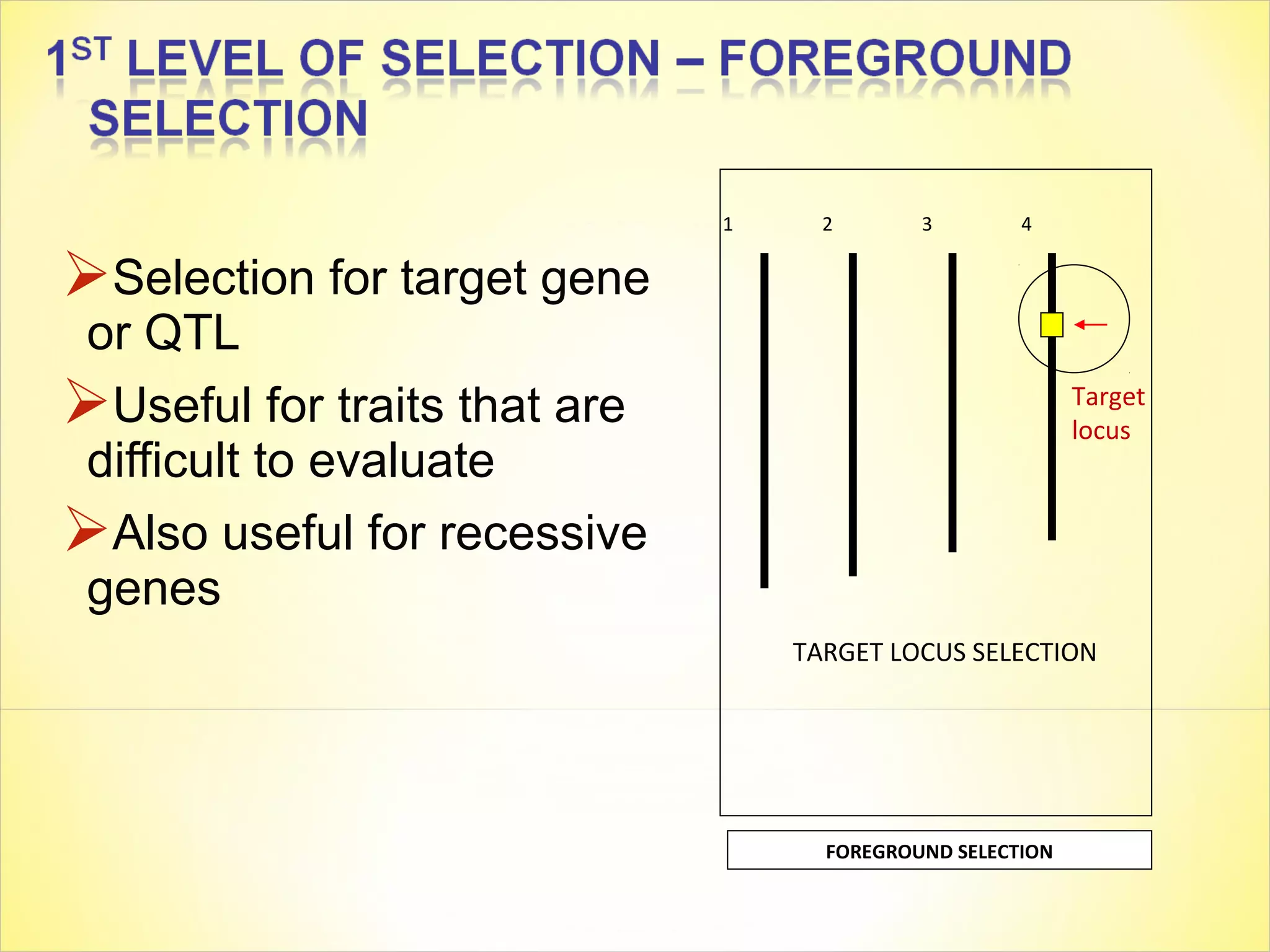 Selection for target gene
or QTL
Useful for traits that are
difficult to evaluate
Also useful for recessive
genes
1 2 3 4
Target
locus
TARGET LOCUS SELECTION
FOREGROUND SELECTION
 