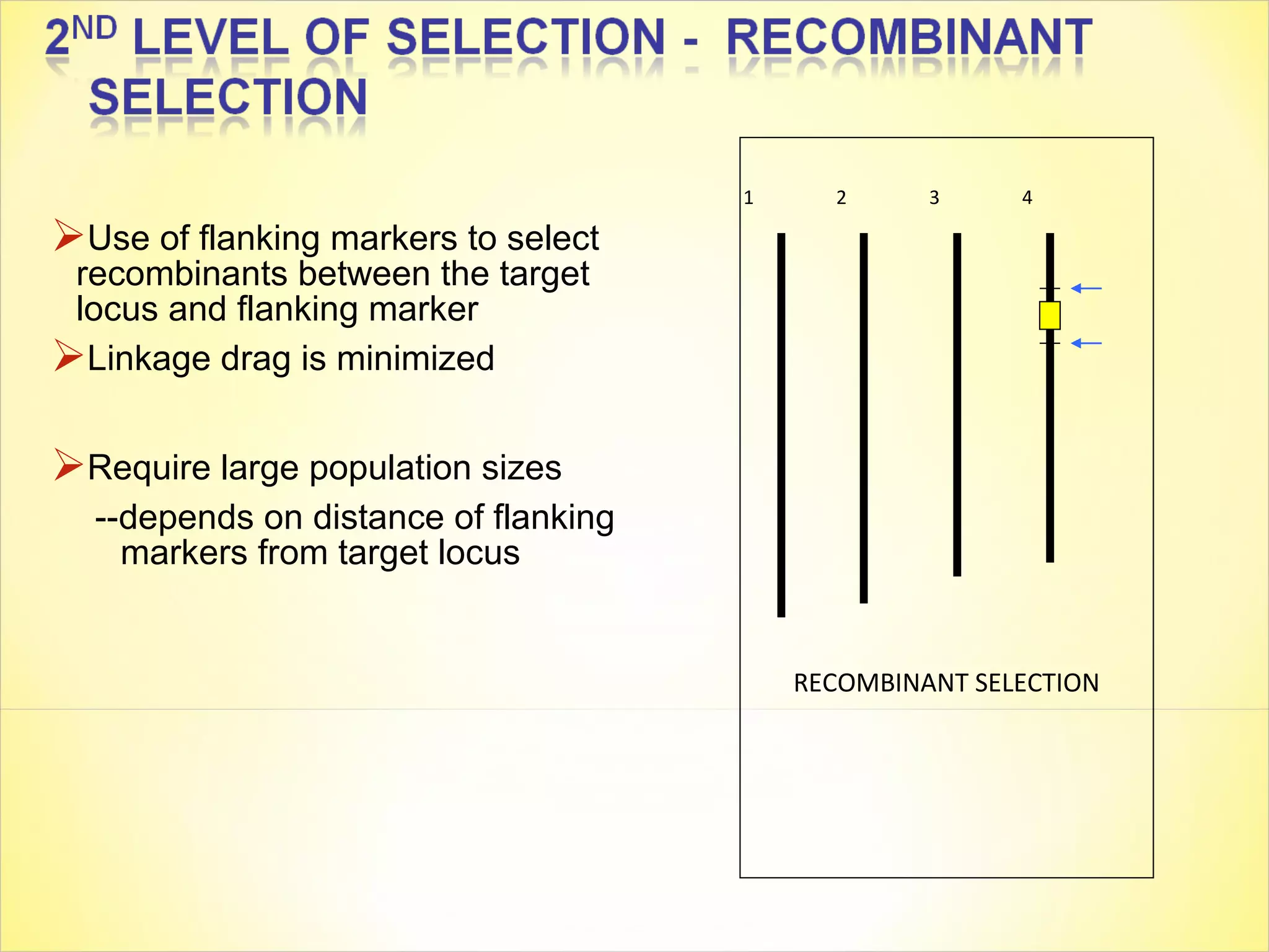 Use of flanking markers to select
recombinants between the target
locus and flanking marker
Linkage drag is minimized
Require large population sizes
--depends on distance of flanking
markers from target locus
RECOMBINANT SELECTION
1 2 3 4
 