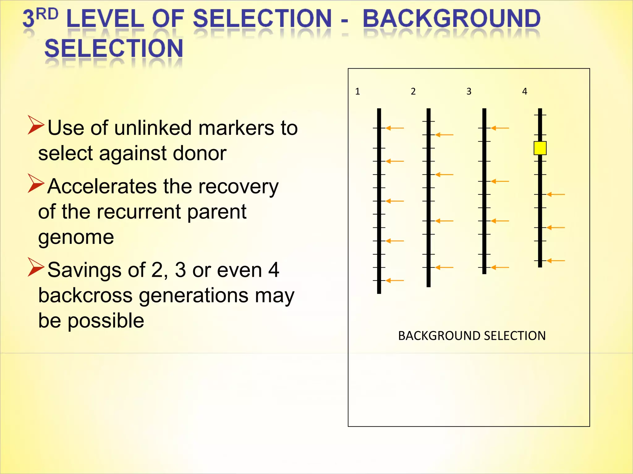 Use of unlinked markers to
select against donor
Accelerates the recovery
of the recurrent parent
genome
Savings of 2, 3 or even 4
backcross generations may
be possible
1 2 3 4
BACKGROUND SELECTION
 