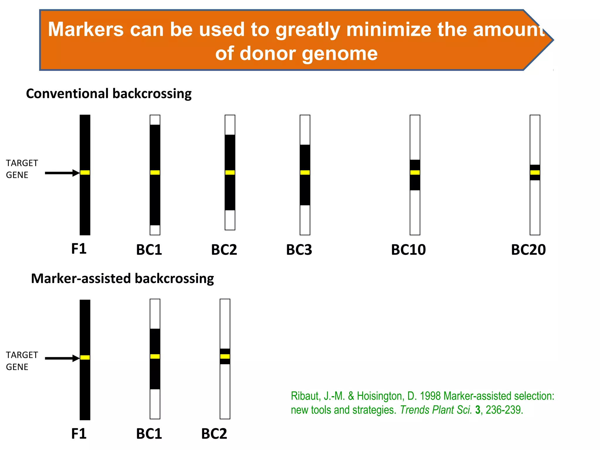 Conventional backcrossing
Marker-assisted backcrossing
F1 BC1
c
BC2
c
BC3 BC10 BC20
F1
c
BC1 BC2
TARGET
GENE
TARGET
GENE
Ribaut, J.-M. & Hoisington, D. 1998 Marker-assisted selection:
new tools and strategies. Trends Plant Sci. 3, 236-239.
Markers can be used to greatly minimize the amount
of donor genome
 
