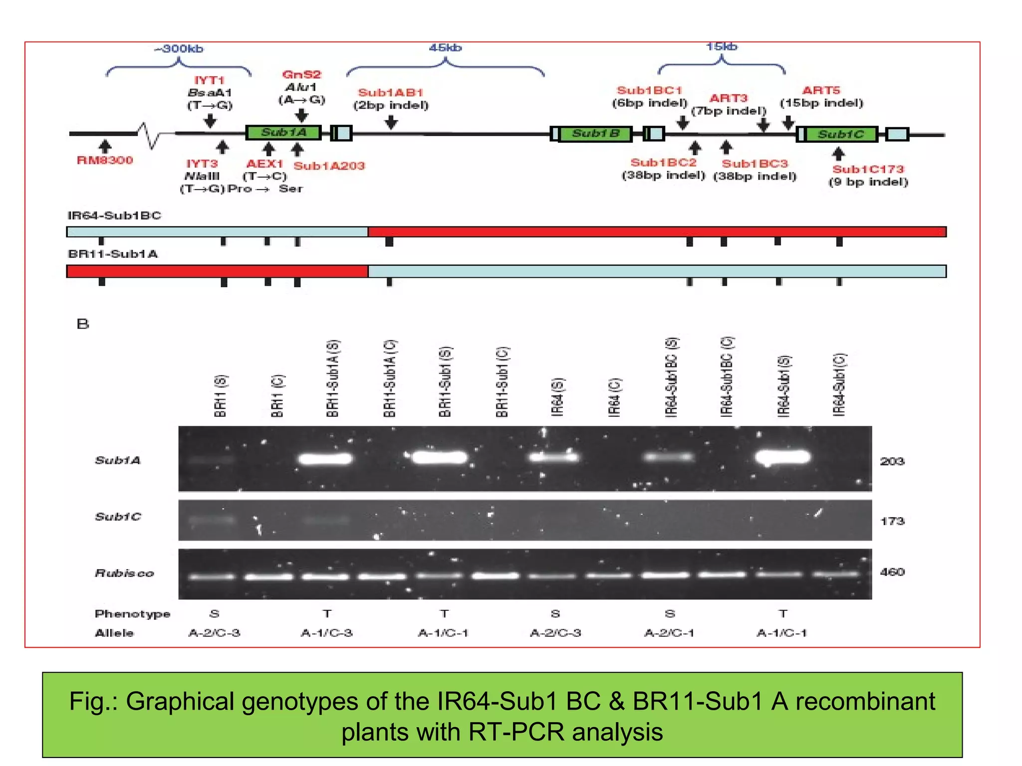 Fig.: Graphical genotypes of the IR64-Sub1 BC & BR11-Sub1 A recombinant
plants with RT-PCR analysis
 
