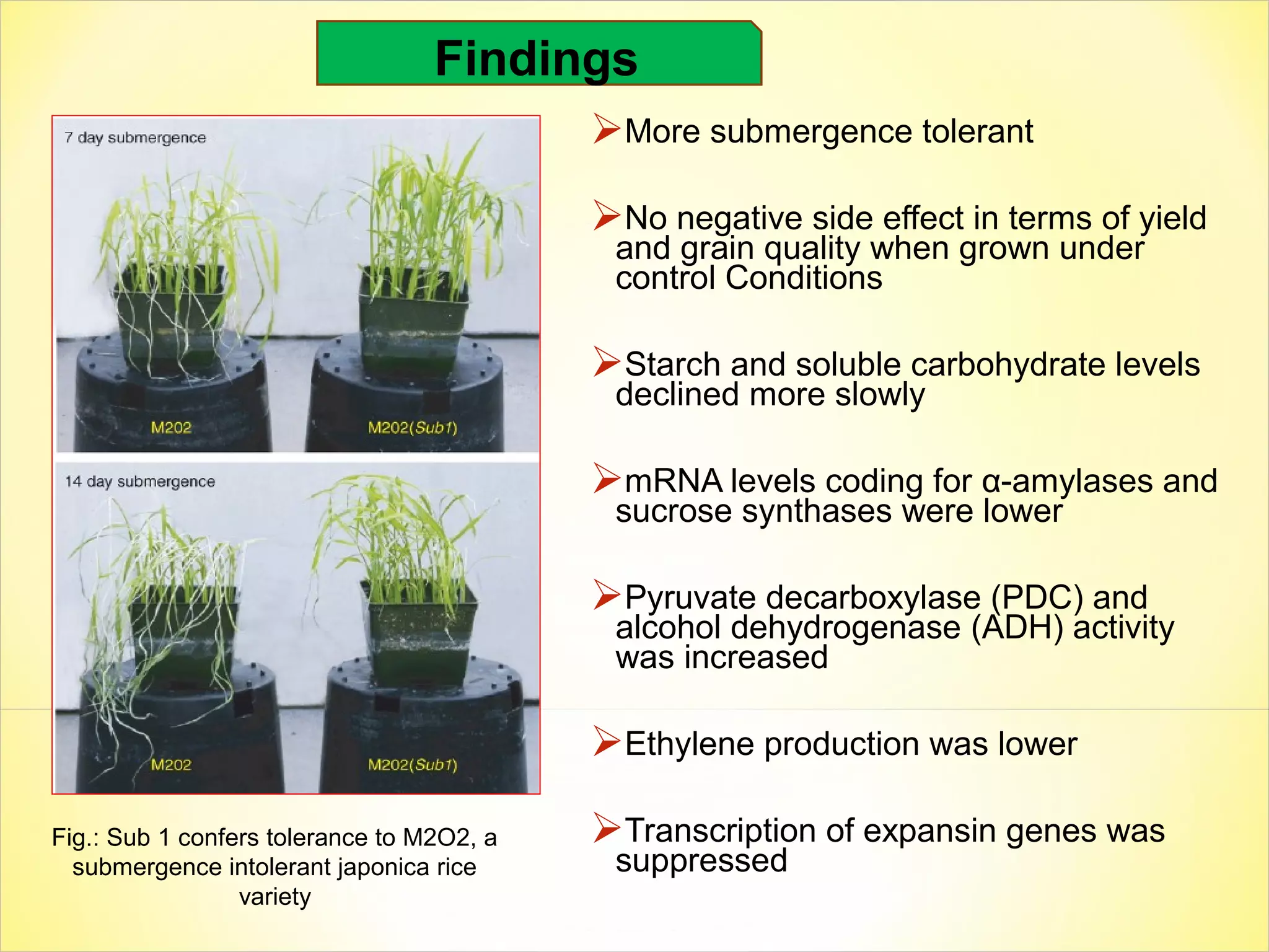 More submergence tolerant
No negative side effect in terms of yield
and grain quality when grown under
control Conditions
Starch and soluble carbohydrate levels
declined more slowly
mRNA levels coding for α-amylases and
sucrose synthases were lower
Pyruvate decarboxylase (PDC) and
alcohol dehydrogenase (ADH) activity
was increased
Ethylene production was lower
Transcription of expansin genes was
suppressed
Fig.: Sub 1 confers tolerance to M2O2, a
submergence intolerant japonica rice
variety
Findings
 