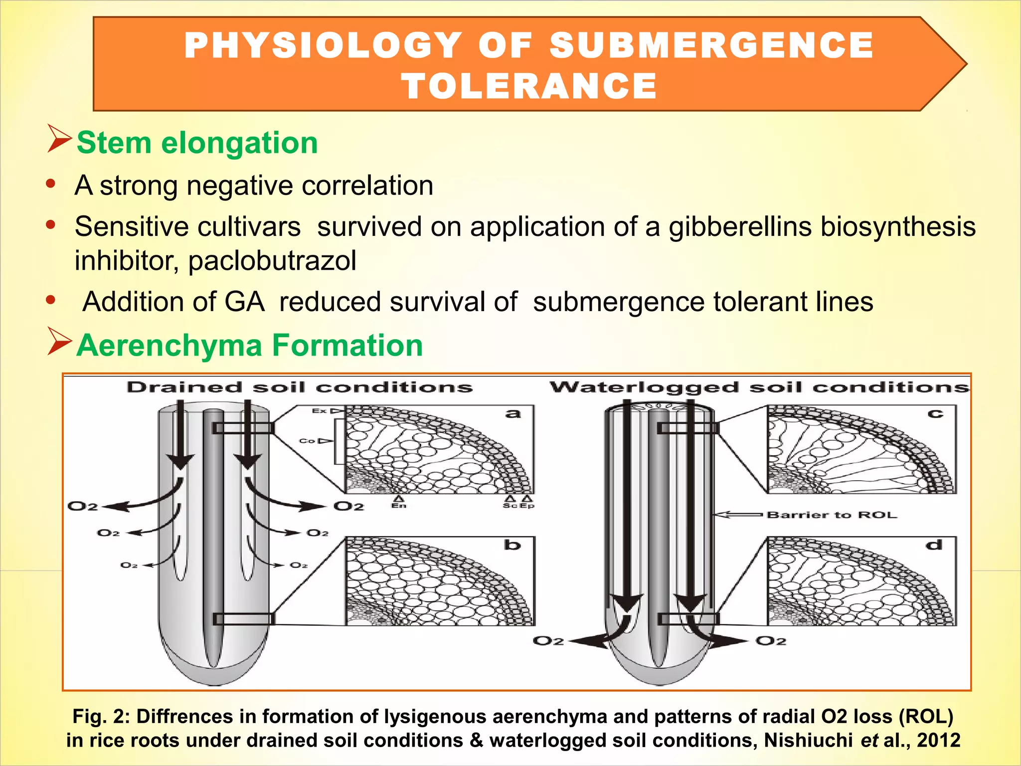 Stem elongation
• A strong negative correlation
• Sensitive cultivars survived on application of a gibberellins biosynthesis
inhibitor, paclobutrazol
• Addition of GA reduced survival of submergence tolerant lines
Aerenchyma Formation
PHYSIOLOGY OF SUBMERGENCE
TOLERANCE
Fig. 2: Diffrences in formation of lysigenous aerenchyma and patterns of radial O2 loss (ROL)
in rice roots under drained soil conditions & waterlogged soil conditions, Nishiuchi et al., 2012
 