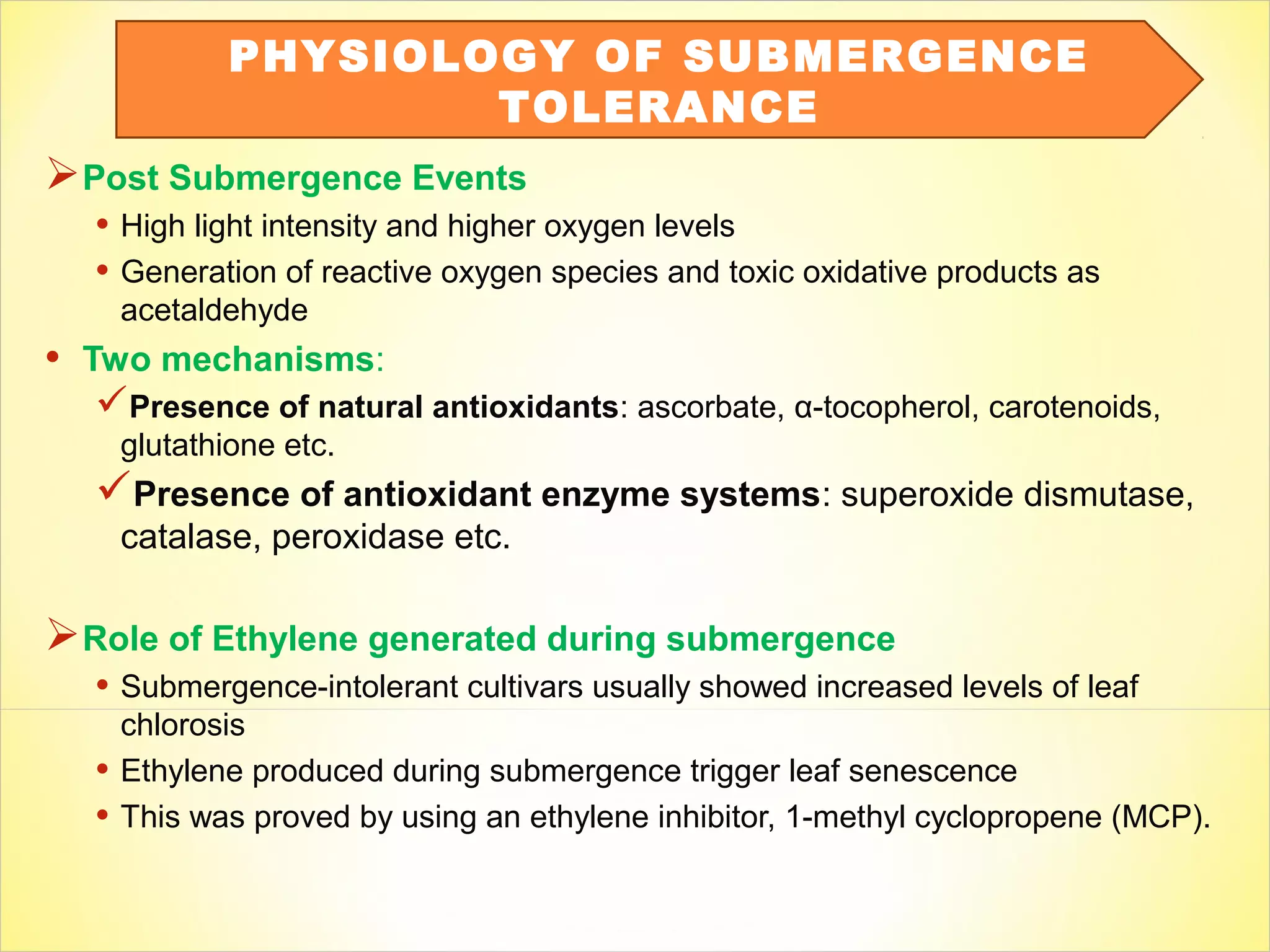 Post Submergence Events
• High light intensity and higher oxygen levels
• Generation of reactive oxygen species and toxic oxidative products as
acetaldehyde
• Two mechanisms:
Presence of natural antioxidants: ascorbate, α-tocopherol, carotenoids,
glutathione etc.
Presence of antioxidant enzyme systems: superoxide dismutase,
catalase, peroxidase etc.
Role of Ethylene generated during submergence
• Submergence-intolerant cultivars usually showed increased levels of leaf
chlorosis
• Ethylene produced during submergence trigger leaf senescence
• This was proved by using an ethylene inhibitor, 1-methyl cyclopropene (MCP).
PHYSIOLOGY OF SUBMERGENCE
TOLERANCE
 
