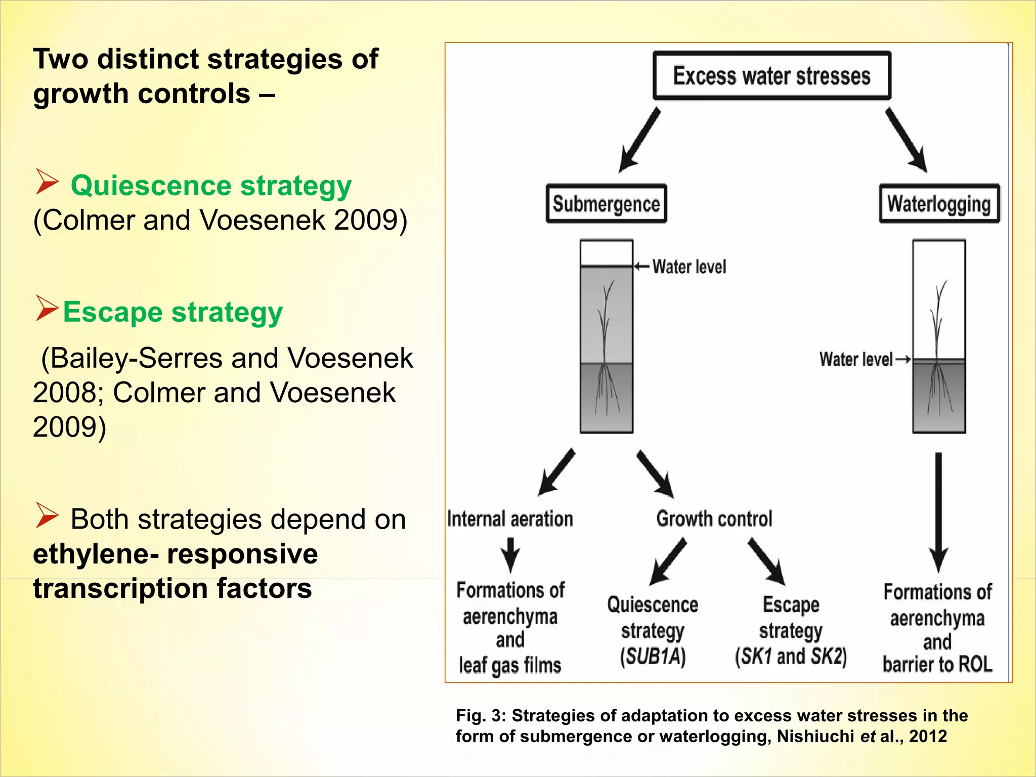 Two distinct strategies of
growth controls –
 Quiescence strategy
(Colmer and Voesenek 2009)
Escape strategy
(Bailey-Serres and Voesenek
2008; Colmer and Voesenek
2009)
 Both strategies depend on
ethylene- responsive
transcription factors
Fig. 3: Strategies of adaptation to excess water stresses in the
form of submergence or waterlogging, Nishiuchi et al., 2012
 