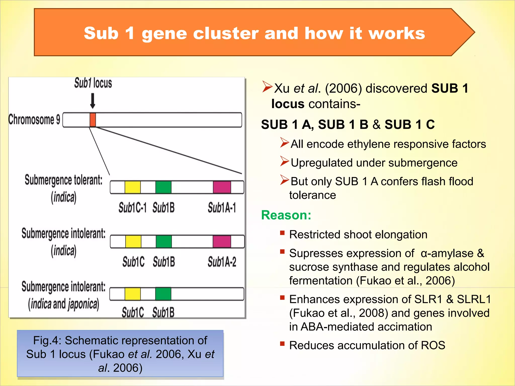 Xu et al. (2006) discovered SUB 1
locus contains-
SUB 1 A, SUB 1 B & SUB 1 C
All encode ethylene responsive factors
Upregulated under submergence
But only SUB 1 A confers flash flood
tolerance
Reason:
 Restricted shoot elongation
 Supresses expression of α-amylase &
sucrose synthase and regulates alcohol
fermentation (Fukao et al., 2006)
 Enhances expression of SLR1 & SLRL1
(Fukao et al., 2008) and genes involved
in ABA-mediated accimation
 Reduces accumulation of ROSFig.4: Schematic representation of
Sub 1 locus (Fukao et al. 2006, Xu et
al. 2006)
Fig.4: Schematic representation of
Sub 1 locus (Fukao et al. 2006, Xu et
al. 2006)
Sub 1 gene cluster and how it works
 