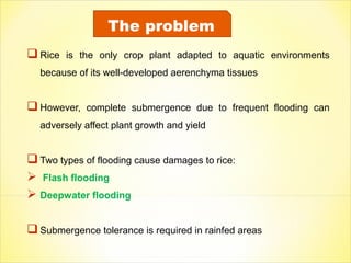 Introgression breeding for rice submergence tolerance_geetanjali | PPT