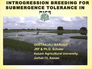 INTROGRESSION BREEDING FOR
SUBMERGENCE TOLERANCE IN
RICE
GEETANJALI BARUAH
JRF & Ph.D. Scholar
Assam Agricultural University,
Jorhat-13, Assam
 