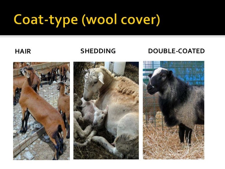 Introduction To Hair Sheep Production