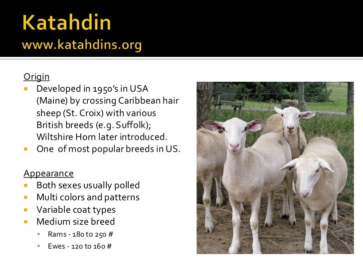 Introduction To Hair Sheep Production