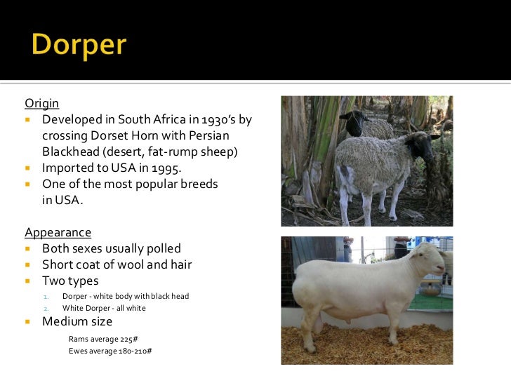 Introduction To Hair Sheep Production