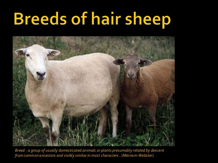 Introduction To Hair Sheep Production