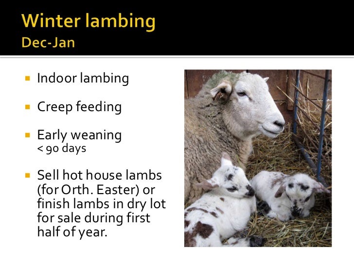 Introduction To Hair Sheep Production
