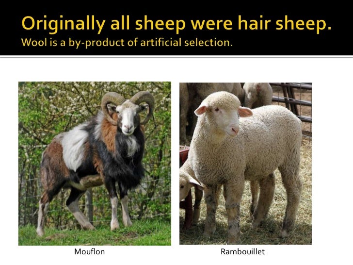 Introduction to Hair Sheep Production