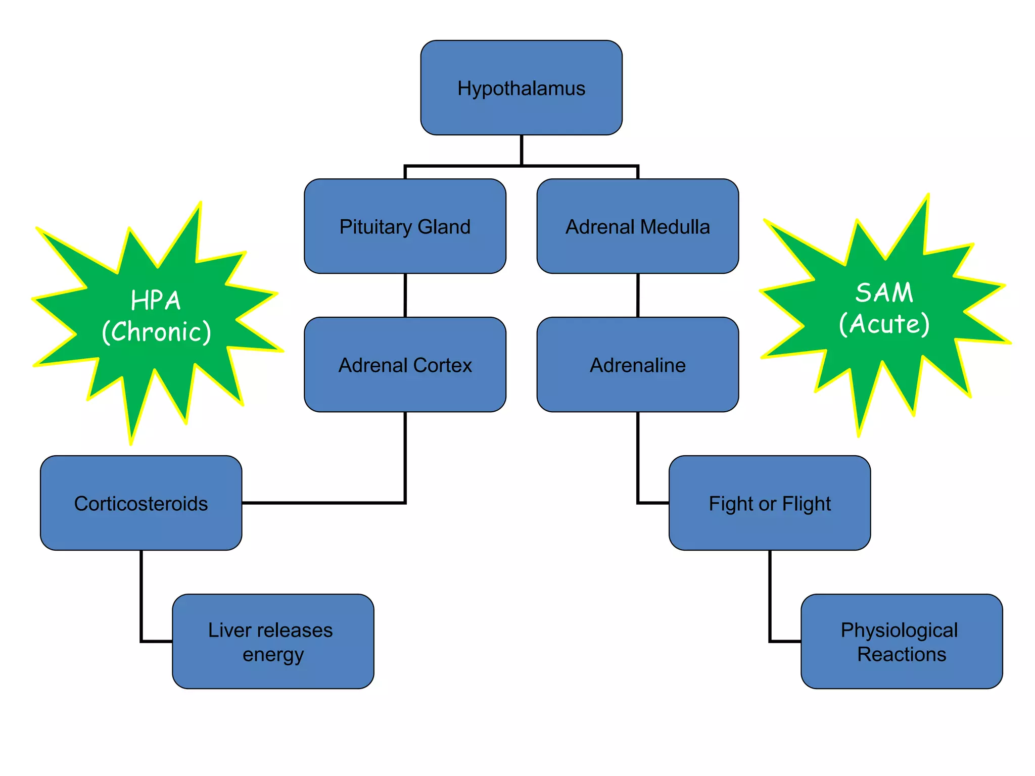Hypothalamus




                               Pituitary Gland        Adrenal Medulla


     HPA                                                                                   SAM
   (Chronic)                                                                              (Acute)
                               Adrenal Cortex              Adrenaline




Corticosteroids                                                         Fight or Flight




              Liver releases                                                              Physiological
                  energy                                                                   Reactions
 
