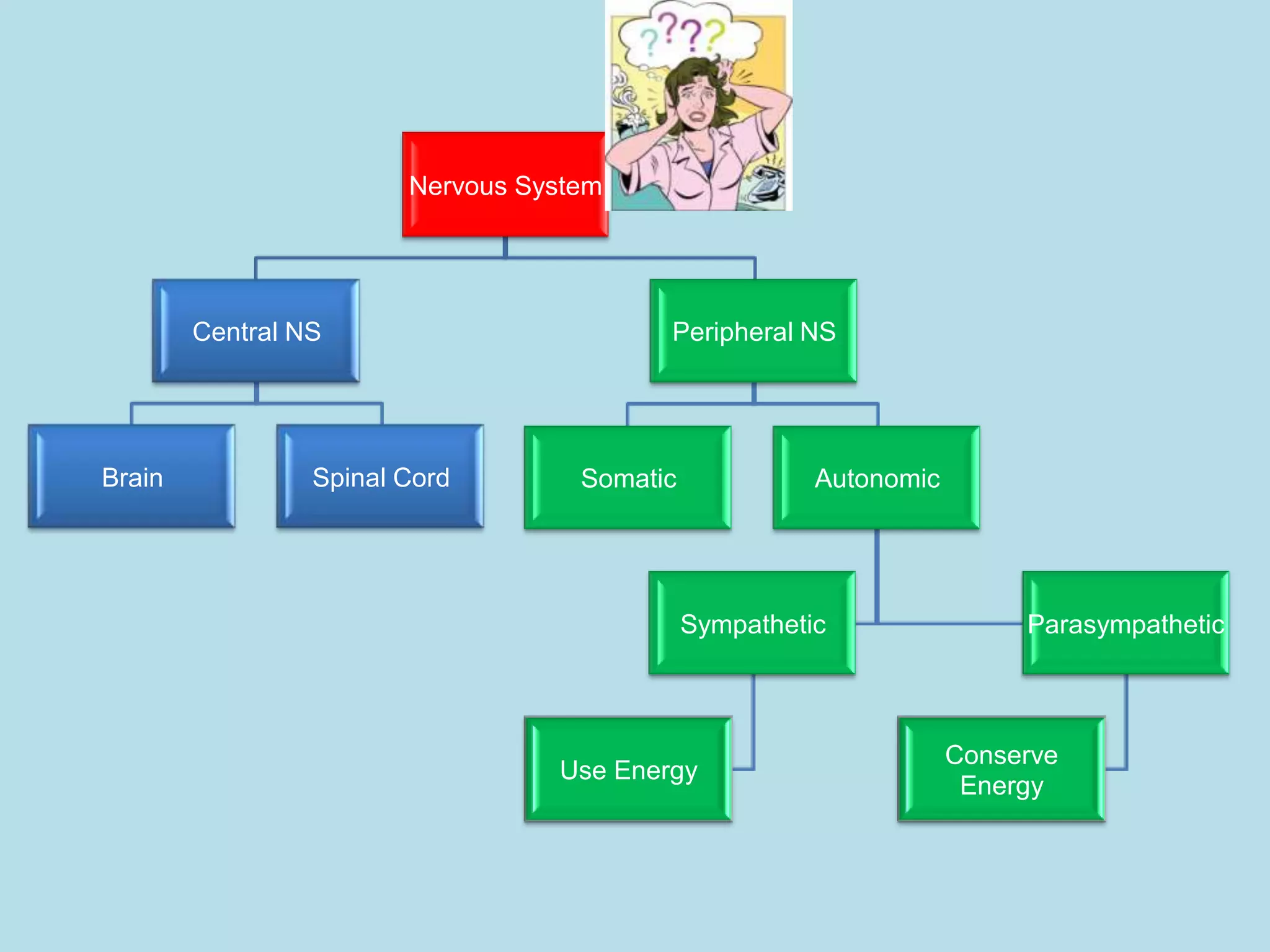 Nervous System




        Central NS                        Peripheral NS




Brain            Spinal Cord        Somatic             Autonomic




                                              Sympathetic                Parasympathetic



                                                                    Conserve
                                  Use Energy
                                                                     Energy
 