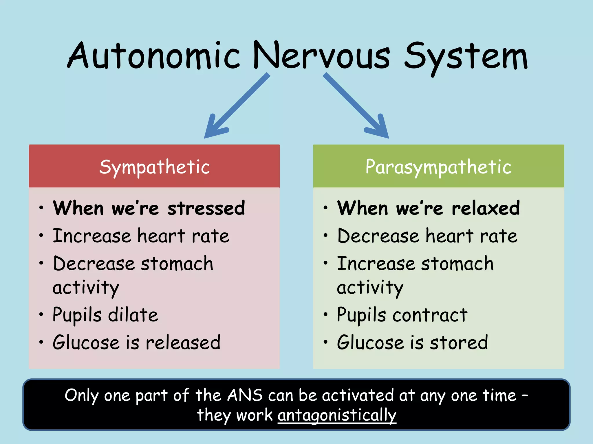 Autonomic Nervous System

      Sympathetic                       Parasympathetic

• When we’re stressed             • When we’re relaxed
• Increase heart rate             • Decrease heart rate
• Decrease stomach                • Increase stomach
  activity                          activity
• Pupils dilate                   • Pupils contract
• Glucose is released             • Glucose is stored

  Only one part of the ANS can be activated at any one time –
                   they work antagonistically
 