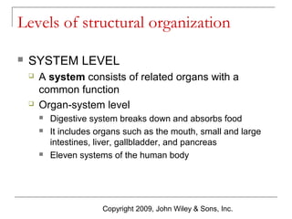 Levels of structural organization


SYSTEM LEVEL




A system consists of related organs with a
common function
Organ-system level





Digestive system breaks down and absorbs food
It includes organs such as the mouth, small and large
intestines, liver, gallbladder, and pancreas
Eleven systems of the human body

Copyright 2009, John Wiley & Sons, Inc.

 