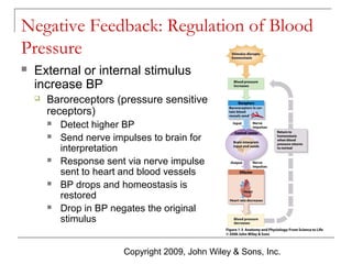 Negative Feedback: Regulation of Blood
Pressure


External or internal stimulus
increase BP


Baroreceptors (pressure sensitive
receptors)









Detect higher BP
Send nerve impulses to brain for
interpretation
Response sent via nerve impulse
sent to heart and blood vessels
BP drops and homeostasis is
restored
Drop in BP negates the original
stimulus
Copyright 2009, John Wiley & Sons, Inc.

 
