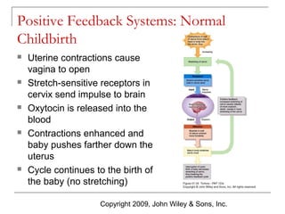 Positive Feedback Systems: Normal
Childbirth










Uterine contractions cause
vagina to open
Stretch-sensitive receptors in
cervix send impulse to brain
Oxytocin is released into the
blood
Contractions enhanced and
baby pushes farther down the
uterus
Cycle continues to the birth of
the baby (no stretching)
Copyright 2009, John Wiley & Sons, Inc.

 