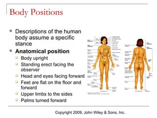 Body Positions




Descriptions of the human
body assume a specific
stance
Anatomical position









Body upright
Standing erect facing the
observer
Head and eyes facing forward
Feet are flat on the floor and
forward
Upper limbs to the sides
Palms turned forward
Copyright 2009, John Wiley & Sons, Inc.

 
