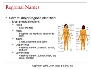 Regional Names


Several major regions identified


Most principal regions


Head




Neck




Chest, abdomen, and pelvis

Upper limbs




Supports the head and attaches to
trunk

Trunk




Skull and face

Attaches to trunk (shoulder, armpit,
and arm

Lower limbs


Attaches to trunk (buttock, thigh, leg,
ankle, and foot
Copyright 2009, John Wiley & Sons, Inc.

 