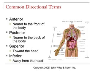 Common Directional Terms


Anterior




Posterior




Nearer to the back of
the body

Superior




Nearer to the front of
the body

Toward the head

Inferior


Away from the head
Copyright 2009, John Wiley & Sons, Inc.

 