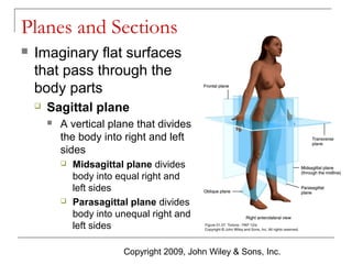 Planes and Sections


Imaginary flat surfaces
that pass through the
body parts


Sagittal plane


A vertical plane that divides
the body into right and left
sides




Midsagittal plane divides
body into equal right and
left sides
Parasagittal plane divides
body into unequal right and
left sides
Copyright 2009, John Wiley & Sons, Inc.

 