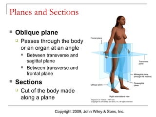Planes and Sections


Oblique plane


Passes through the body
or an organ at an angle






Between transverse and
sagittal plane
Between transverse and
frontal plane

Sections


Cut of the body made
along a plane
Copyright 2009, John Wiley & Sons, Inc.

 