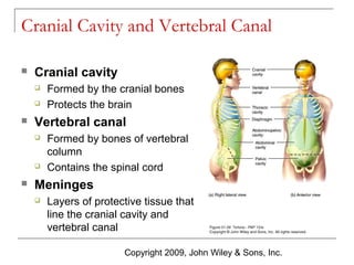 Cranial Cavity and Vertebral Canal


Cranial cavity





Vertebral canal






Formed by the cranial bones
Protects the brain
Formed by bones of vertebral
column
Contains the spinal cord

Meninges


Layers of protective tissue that
line the cranial cavity and
vertebral canal
Copyright 2009, John Wiley & Sons, Inc.

 