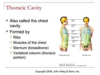 Thoracic Cavity




Also called the chest
cavity
Formed by





Ribs
Muscles of the chest
Sternum (breastbone)
Vertebral column (thoracic
portion)

Copyright 2009, John Wiley & Sons, Inc.

 