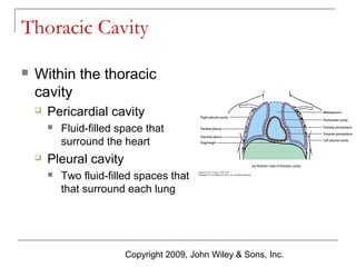 Thoracic Cavity


Within the thoracic
cavity


Pericardial cavity




Fluid-filled space that
surround the heart

Pleural cavity


Two fluid-filled spaces that
that surround each lung

Copyright 2009, John Wiley & Sons, Inc.

 