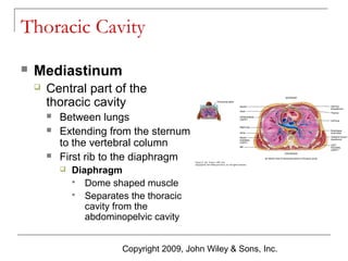 Thoracic Cavity


Mediastinum


Central part of the
thoracic cavity





Between lungs
Extending from the sternum
to the vertebral column
First rib to the diaphragm


Diaphragm
 Dome shaped muscle
 Separates the thoracic
cavity from the
abdominopelvic cavity
Copyright 2009, John Wiley & Sons, Inc.

 