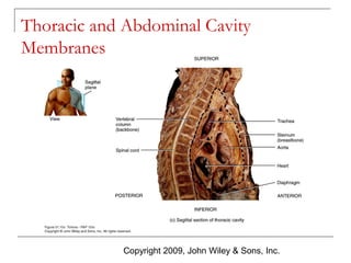 Thoracic and Abdominal Cavity
Membranes

Copyright 2009, John Wiley & Sons, Inc.

 