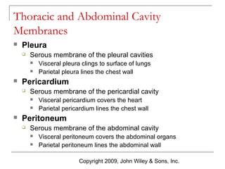 Thoracic and Abdominal Cavity
Membranes


Pleura


Serous membrane of the pleural cavities





Pericardium


Serous membrane of the pericardial cavity





Visceral pleura clings to surface of lungs
Parietal pleura lines the chest wall

Visceral pericardium covers the heart
Parietal pericardium lines the chest wall

Peritoneum


Serous membrane of the abdominal cavity



Visceral peritoneum covers the abdominal organs
Parietal peritoneum lines the abdominal wall
Copyright 2009, John Wiley & Sons, Inc.

 