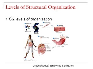 Levels of Structural Organization


Six levels of organization

Copyright 2009, John Wiley & Sons, Inc.

 