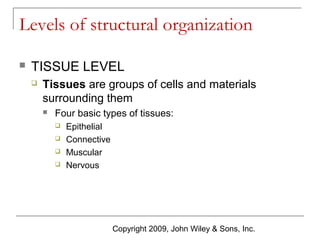 Levels of structural organization


TISSUE LEVEL


Tissues are groups of cells and materials
surrounding them


Four basic types of tissues:





Epithelial
Connective
Muscular
Nervous

Copyright 2009, John Wiley & Sons, Inc.

 