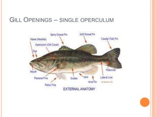 INTRO ICHTHYOLOGY 304.ppt