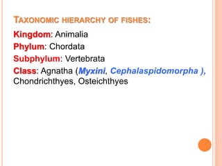 INTRO ICHTHYOLOGY 304.ppt