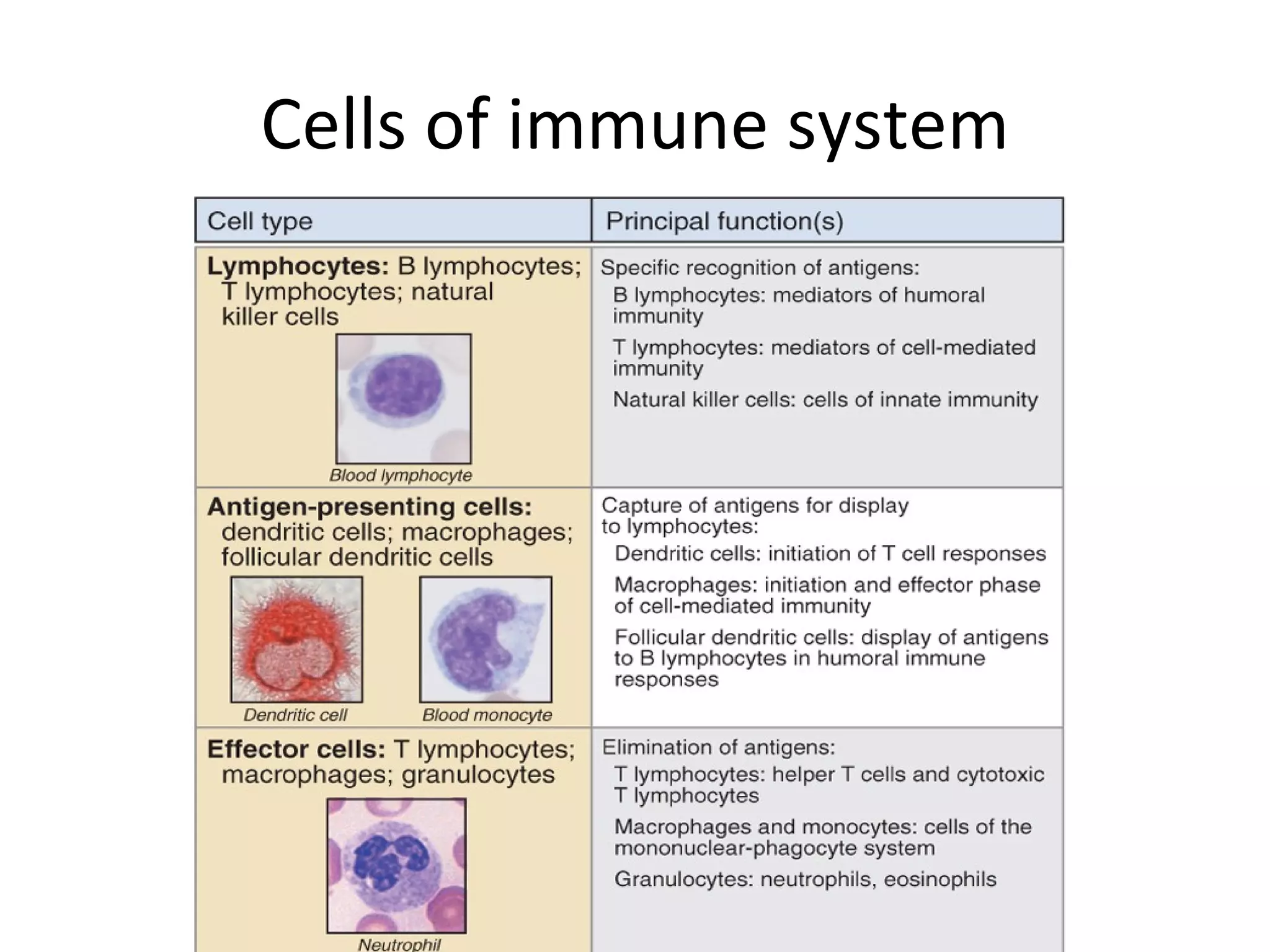 Cells of immune system 
