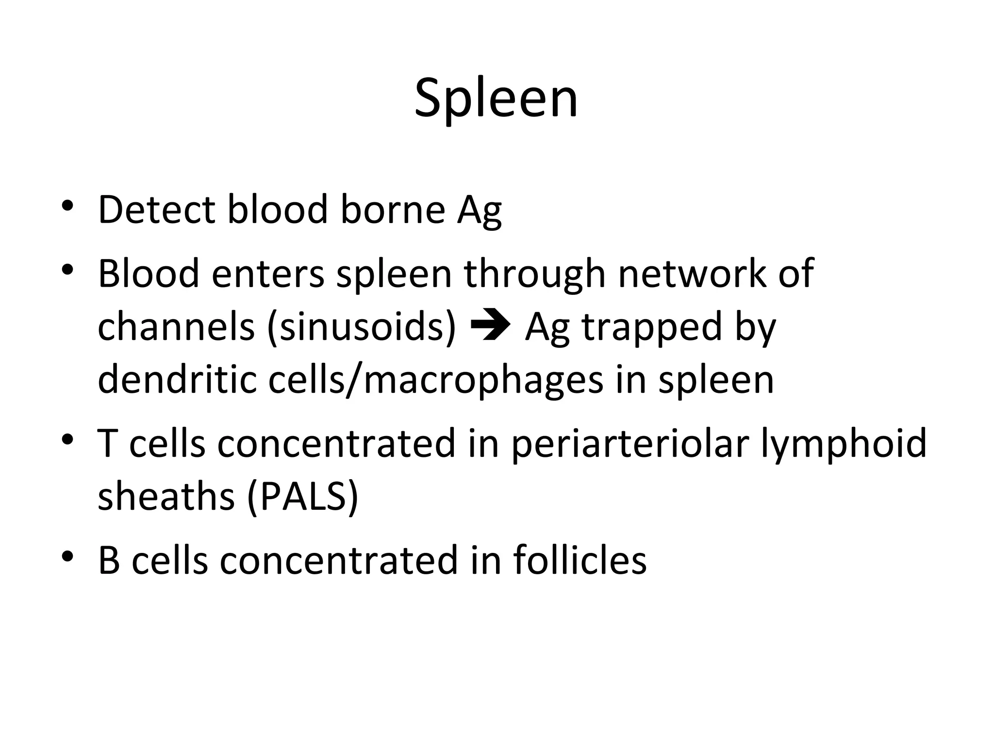 Spleen Detect blood borne Ag Blood enters spleen through network of channels (sinusoids)    Ag trapped by dendritic cells/macrophages in spleen T cells concentrated in periarteriolar lymphoid sheaths (PALS) B cells concentrated in follicles  