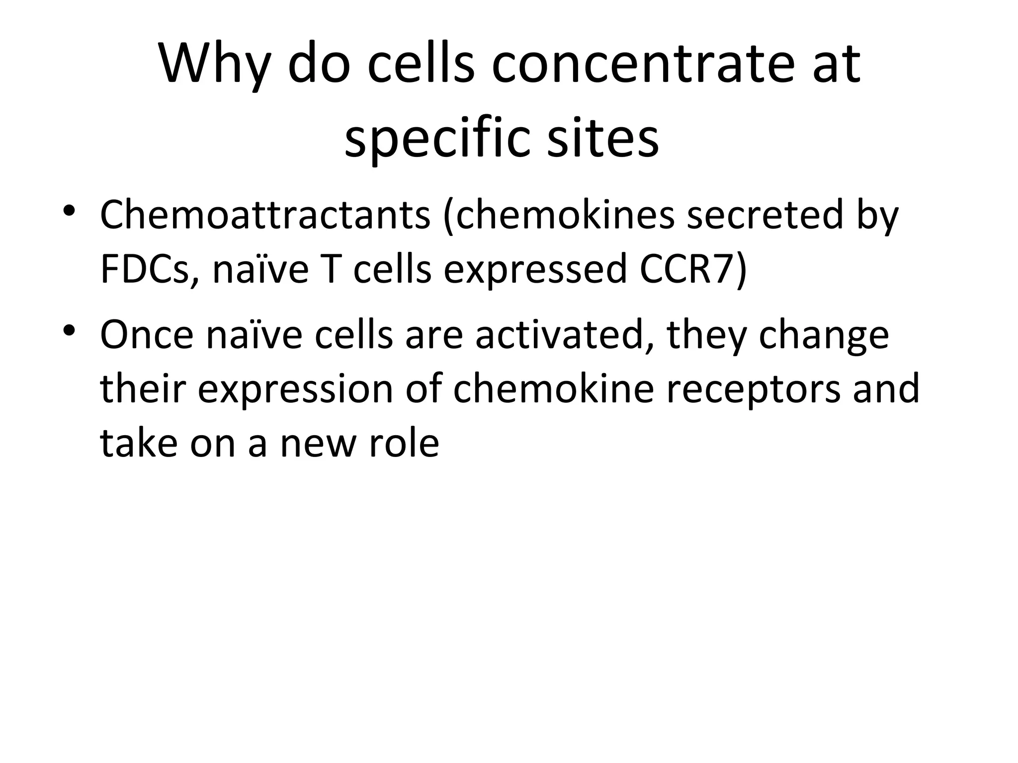 Why do cells concentrate at specific sites  Chemoattractants (chemokines secreted by FDCs, naïve T cells expressed CCR7) Once naïve cells are activated, they change their expression of chemokine receptors and take on a new role 