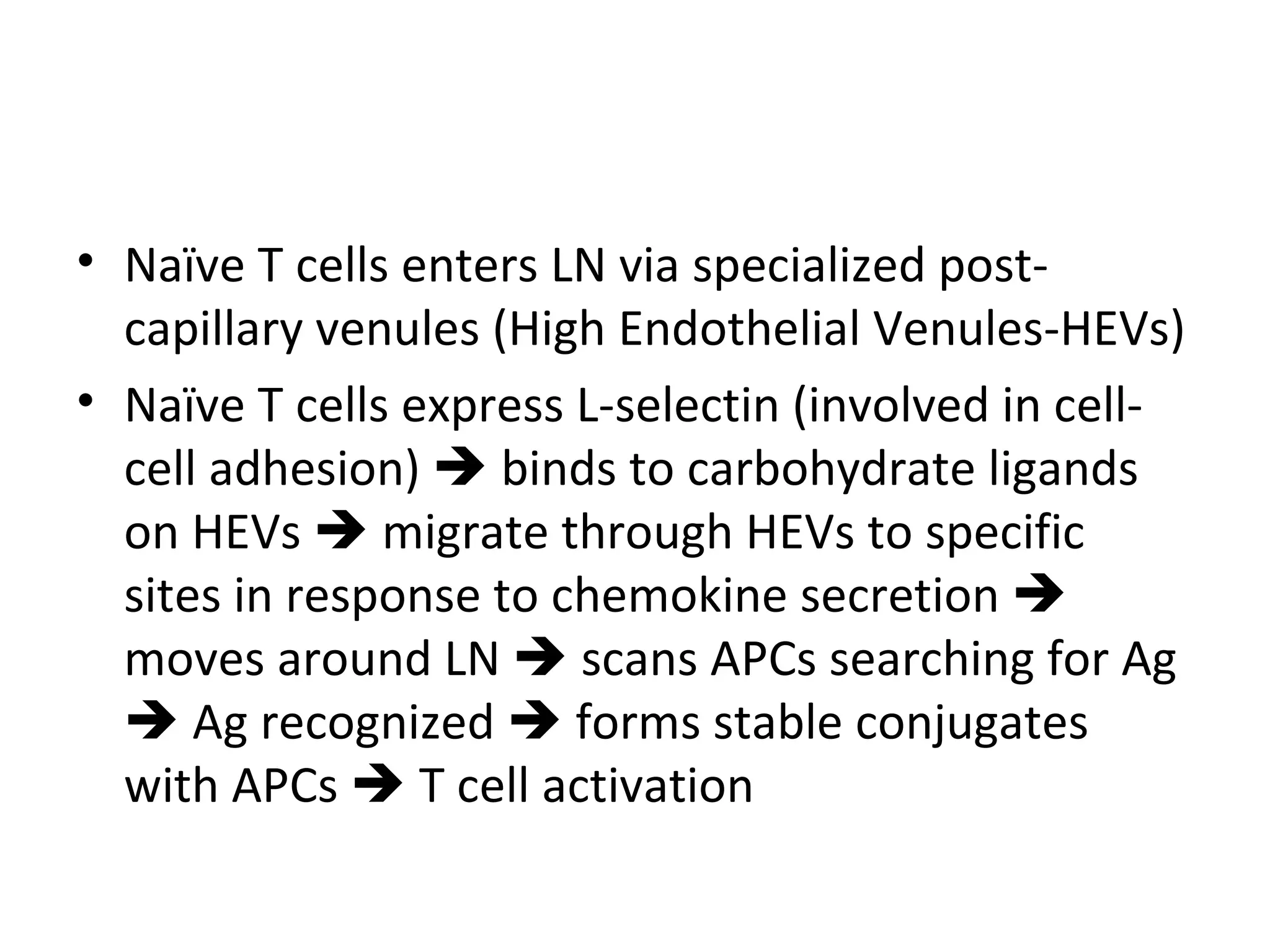 Naïve T cells enters LN via specialized post-capillary venules (High Endothelial Venules-HEVs) Naïve T cells express L-selectin (involved in cell-cell adhesion)    binds to carbohydrate ligands on HEVs    migrate through HEVs to specific sites in response to chemokine secretion    moves around LN    scans APCs searching for Ag    Ag recognized    forms stable conjugates with APCs    T cell activation 