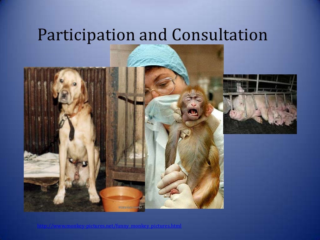 Introduction Animal Law Presentation