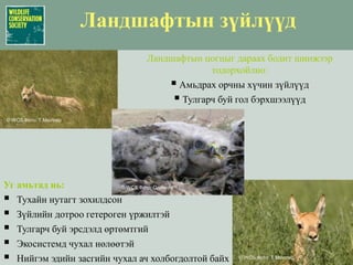 Ландшафтын зүйлүүдЛандшафтын цогцыг дараах бодит шинжээр тодорхойлно:Амьдрах орчны хүчин зүйлүүд