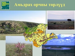 Зүйлийн дотроо гетероген үржилтэй