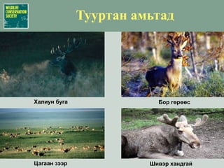 Тулгарч буй эрсдэлд өртөмтгий 