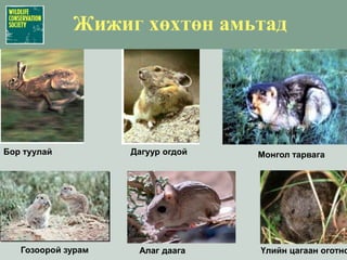 Экосистемд чухал нөлөөтэй