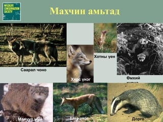 Нийгэм эдийн засгийн чухал ач холбогдолтой байх© WCS,Фото: Одонхүү© WCS,Фото: Т.Мюллер